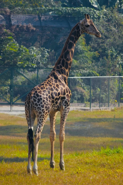 the giraffe stands still inside the fence