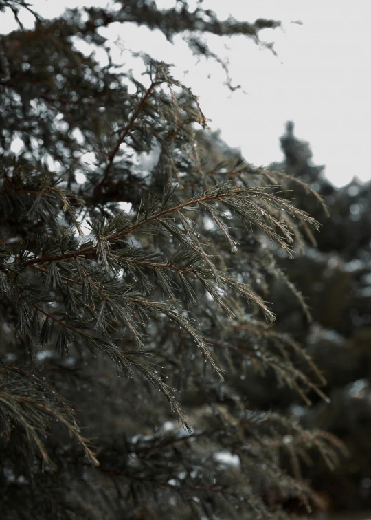 a close up view of a pine tree