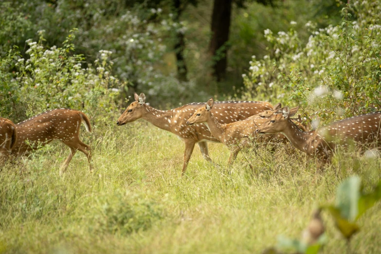 deer are grazing in tall grass and trees