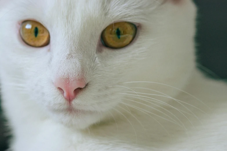 an adorable white cat with yellow eyes stares at the camera