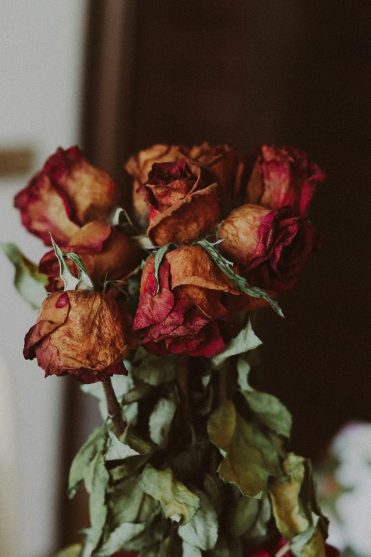 a group of red roses on a table