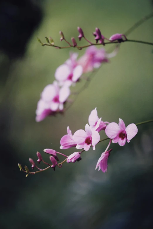 a bunch of pink flowers on a stem