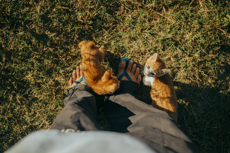 a brown and white cat with its owner laying in grass