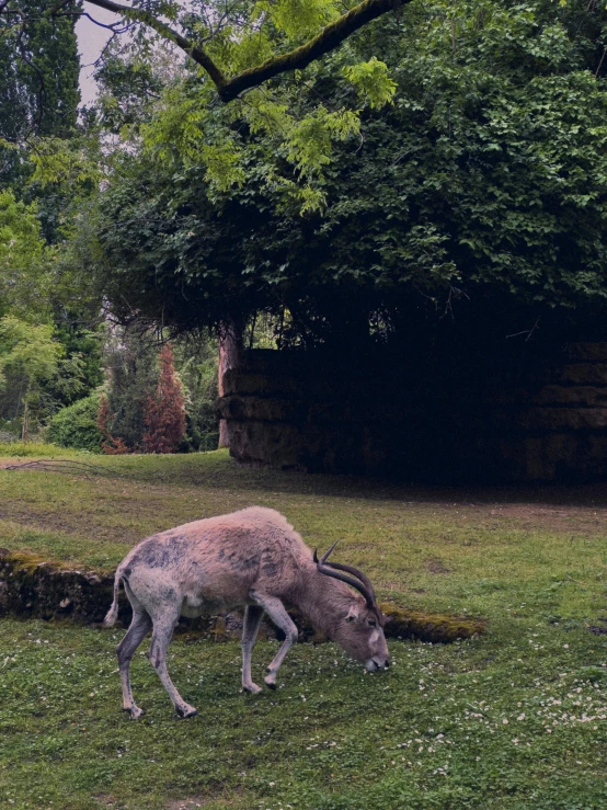 a horned animal grazing on green grass by a stone wall