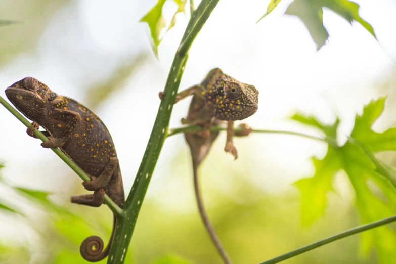 the two lizards are climbing on some long stemmed nches