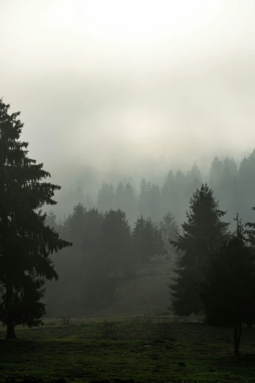 a dark and foggy mountain with several trees