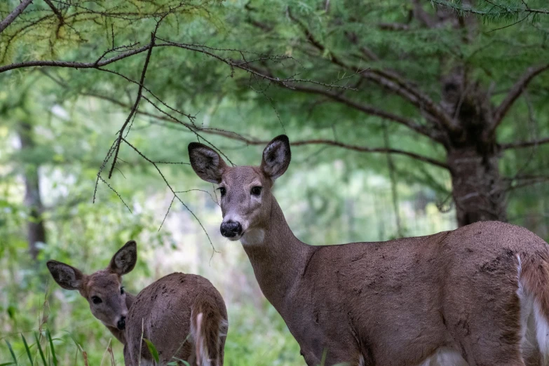 two deer standing on top of a grass field