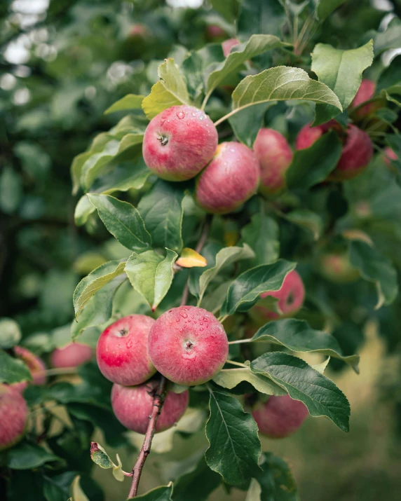 a tree full of many ripe apples on it