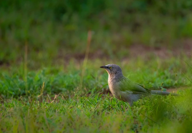 a bird that is sitting in the grass