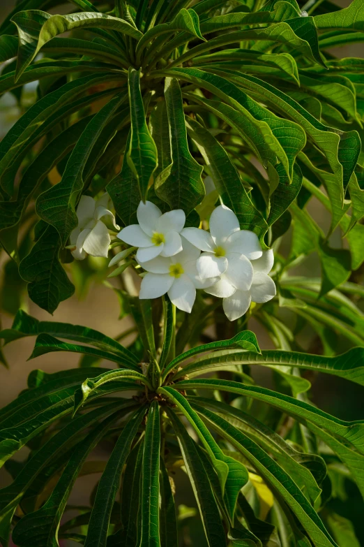 a white flower that is on top of a tree