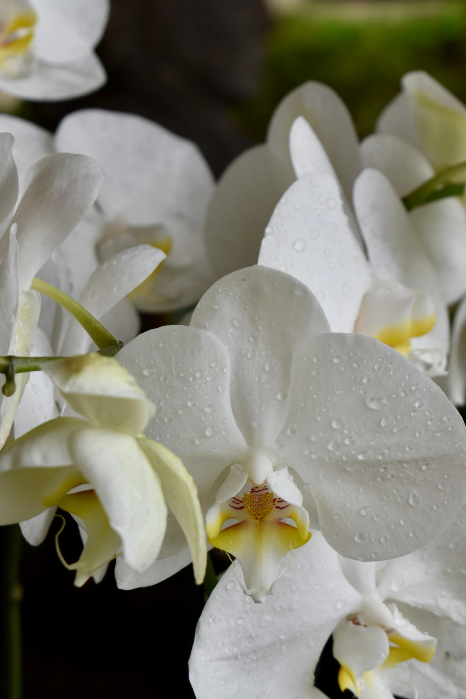 some white flowers and green grass in a vase