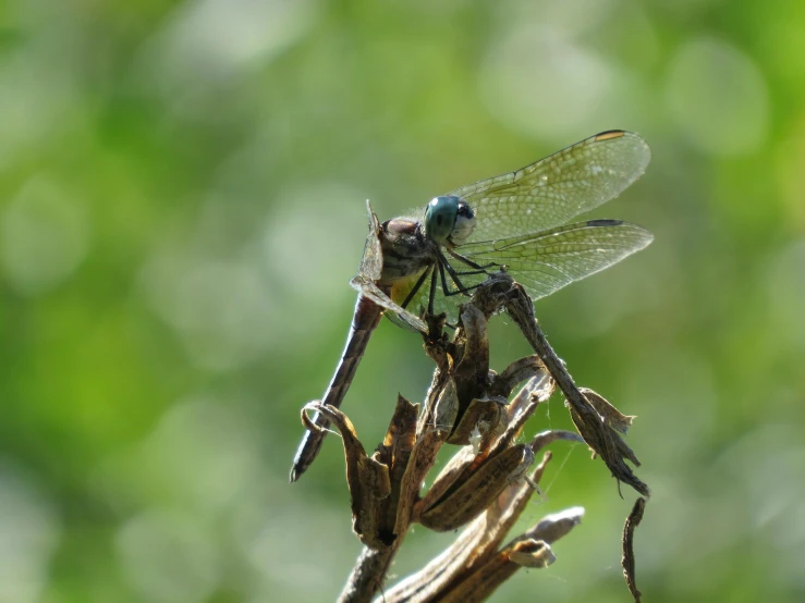 a large bug that is sitting on a stick