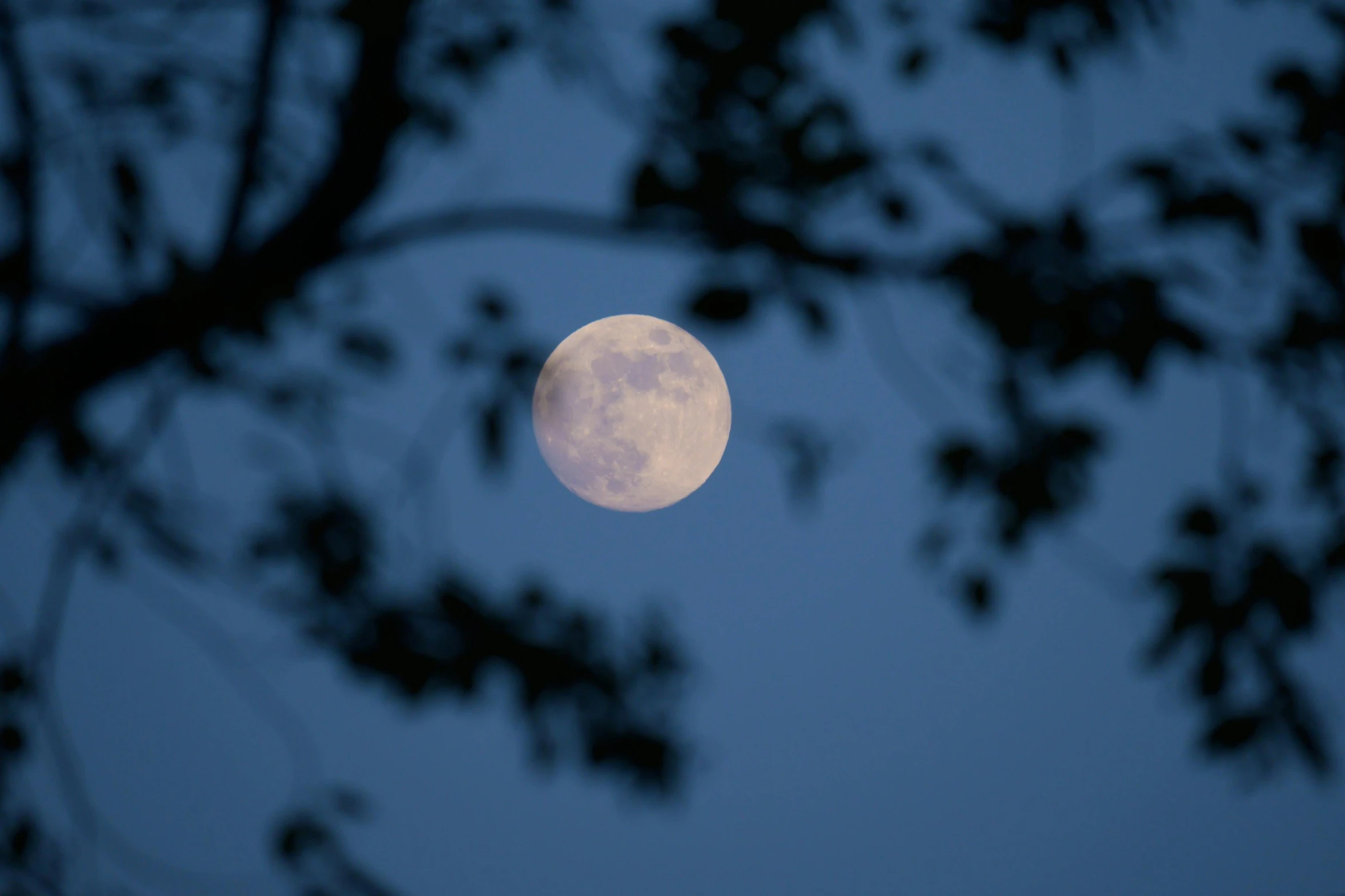 a large full moon in the sky with a tree nch