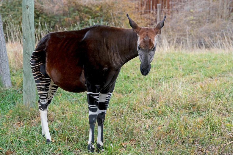 a small ze standing alone in a grass area