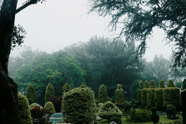 a lot of green bushes in the middle of a park