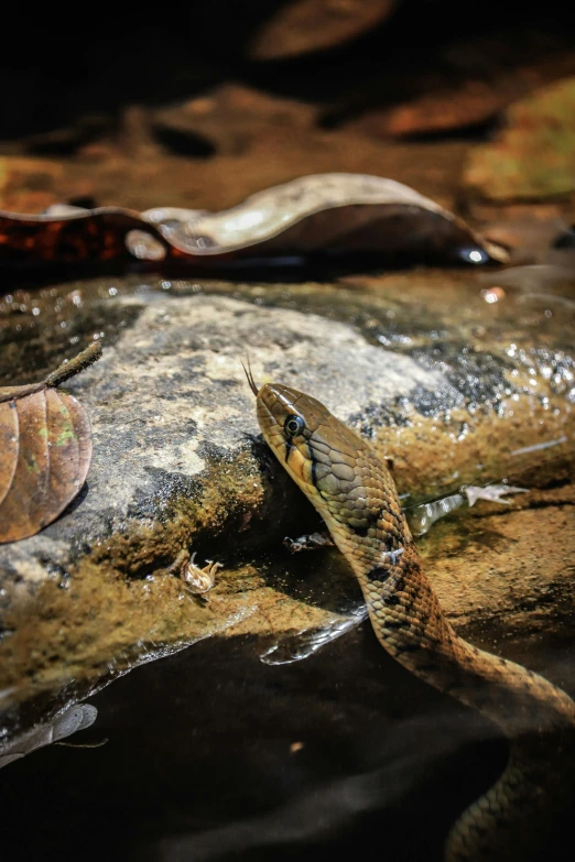 an animal with big and small heads resting on rocks