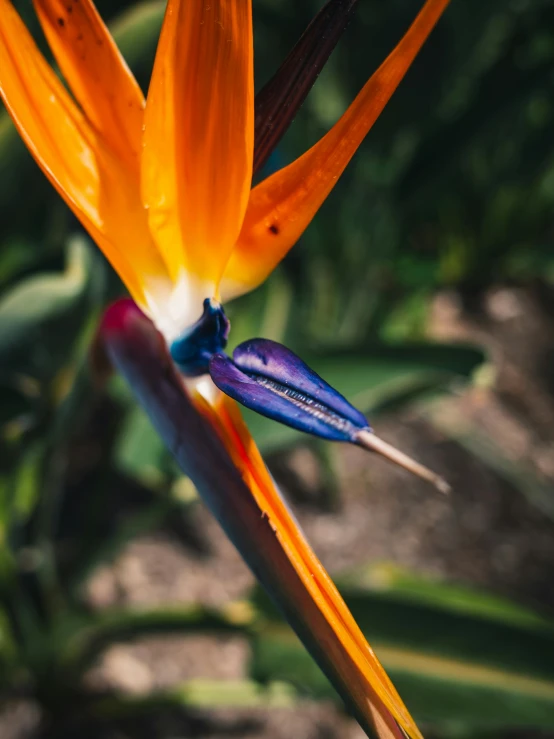 a bird of paradise flower with a small purple flower on the end