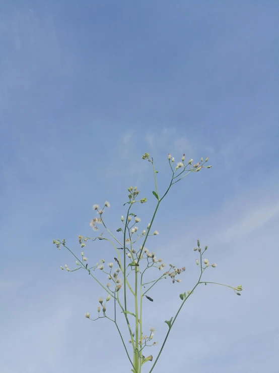 a tall white flower in the middle of a plant