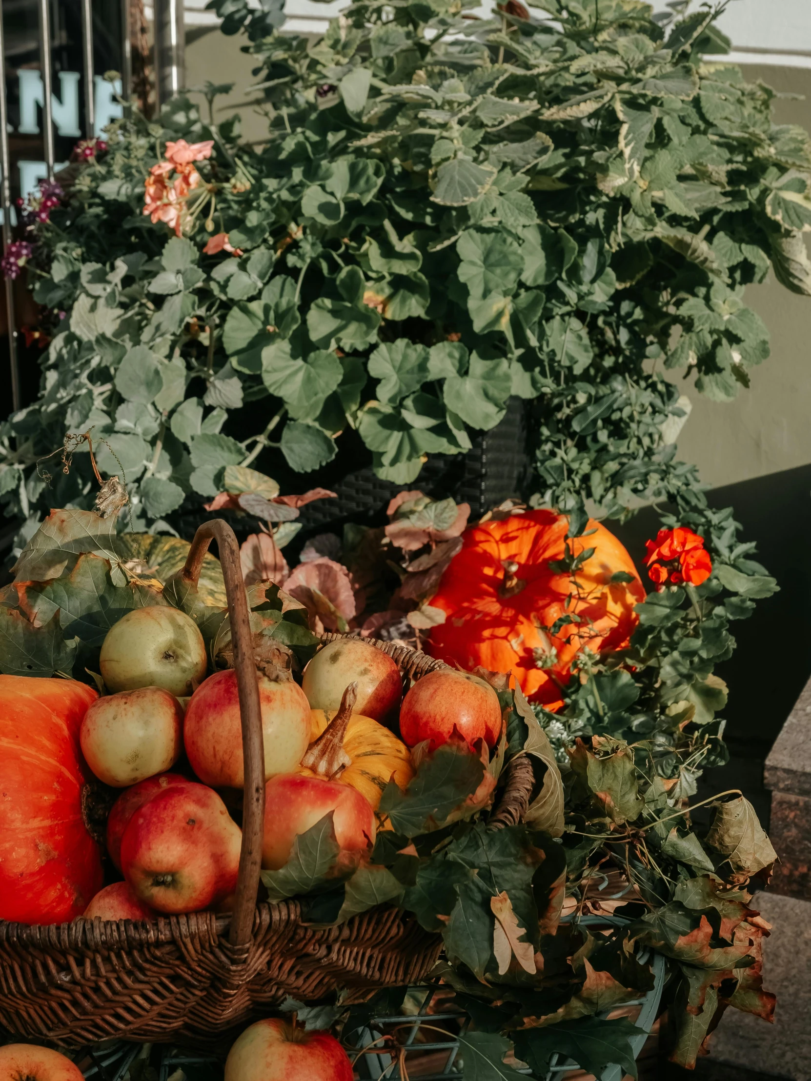 this basket is full of apples and gourds