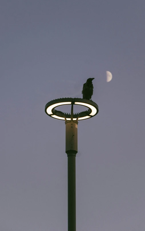 a bird on a light post during the day