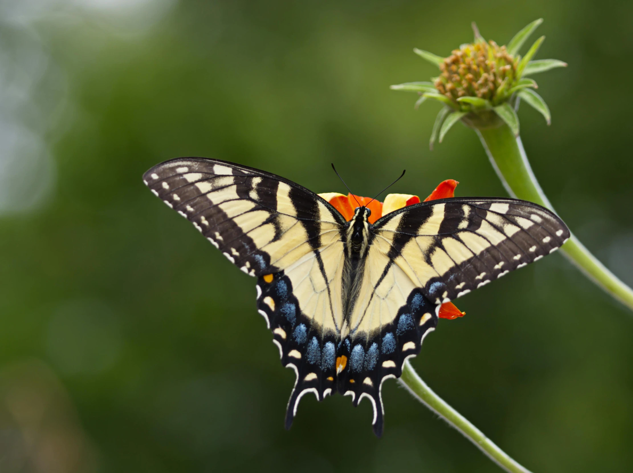 a erfly on a flower with green background