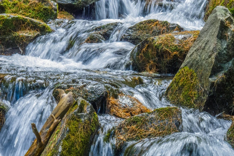 some water has a few green plants growing on it