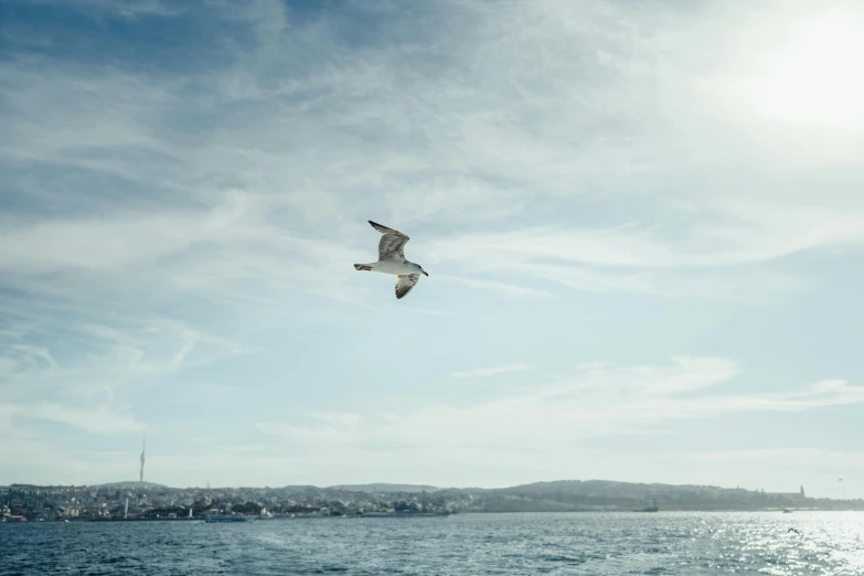 an image of a bird that is flying above the water