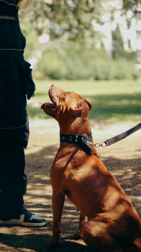 a brown dog with a leash sitting on the ground