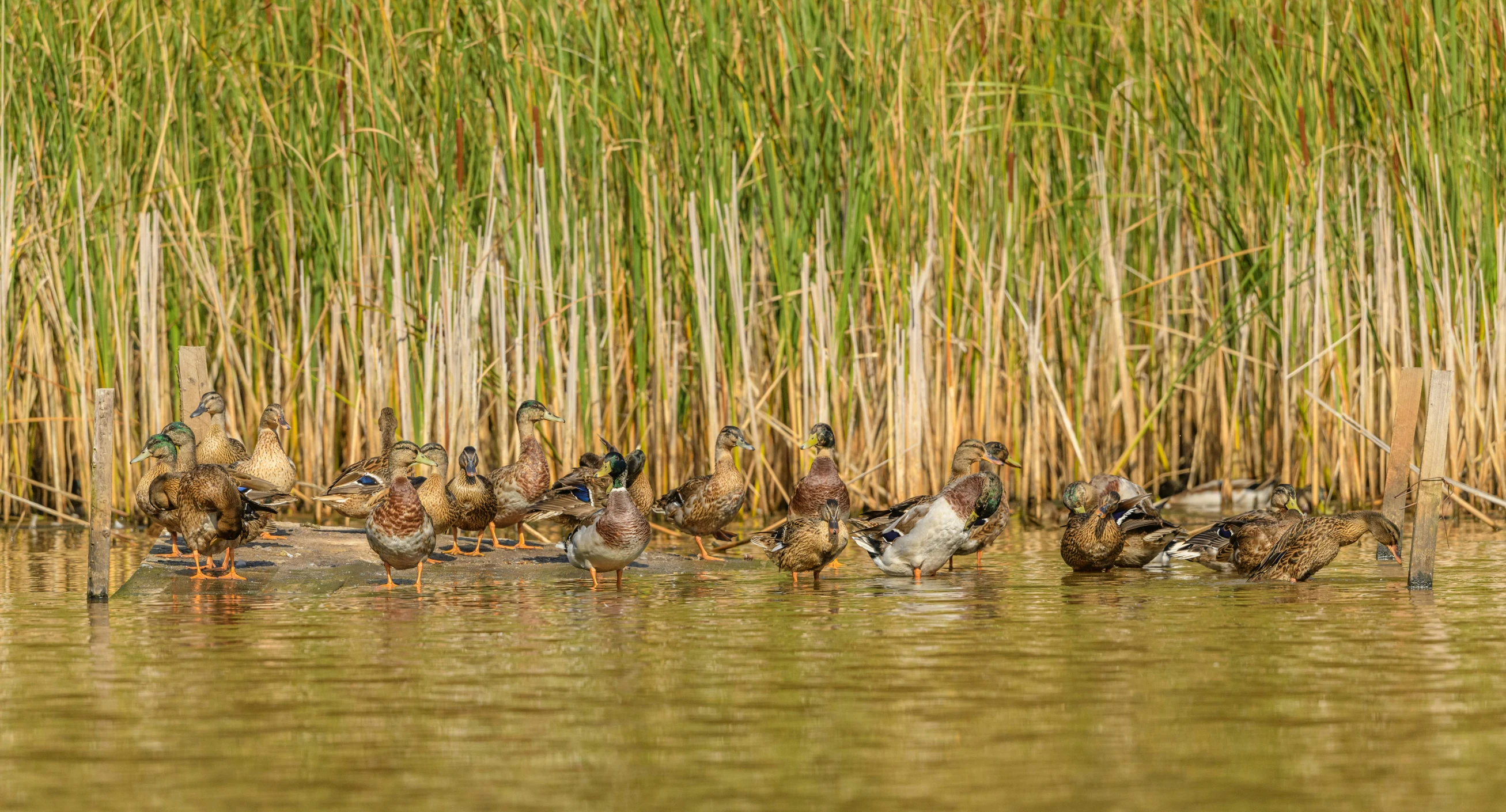 ducks are on the water and in the reeds
