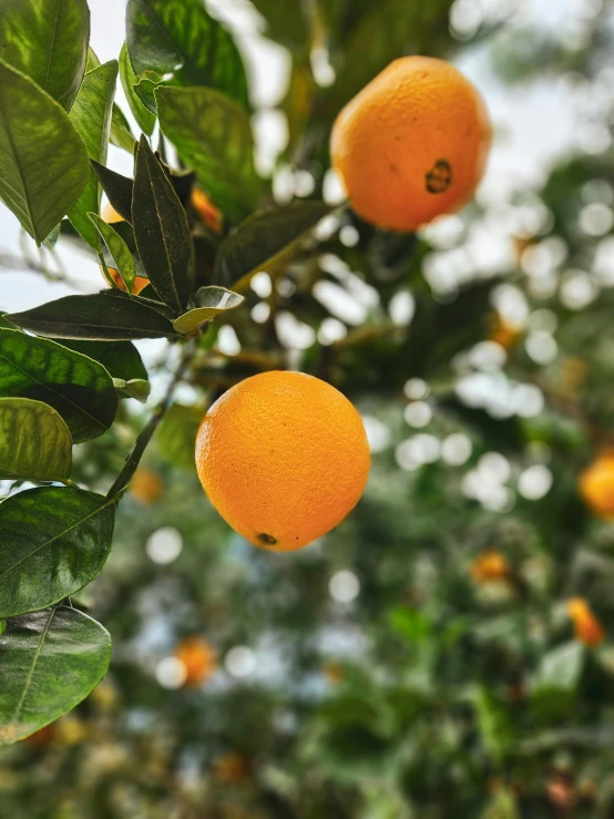 an orange tree with ripening oranges and green leaves