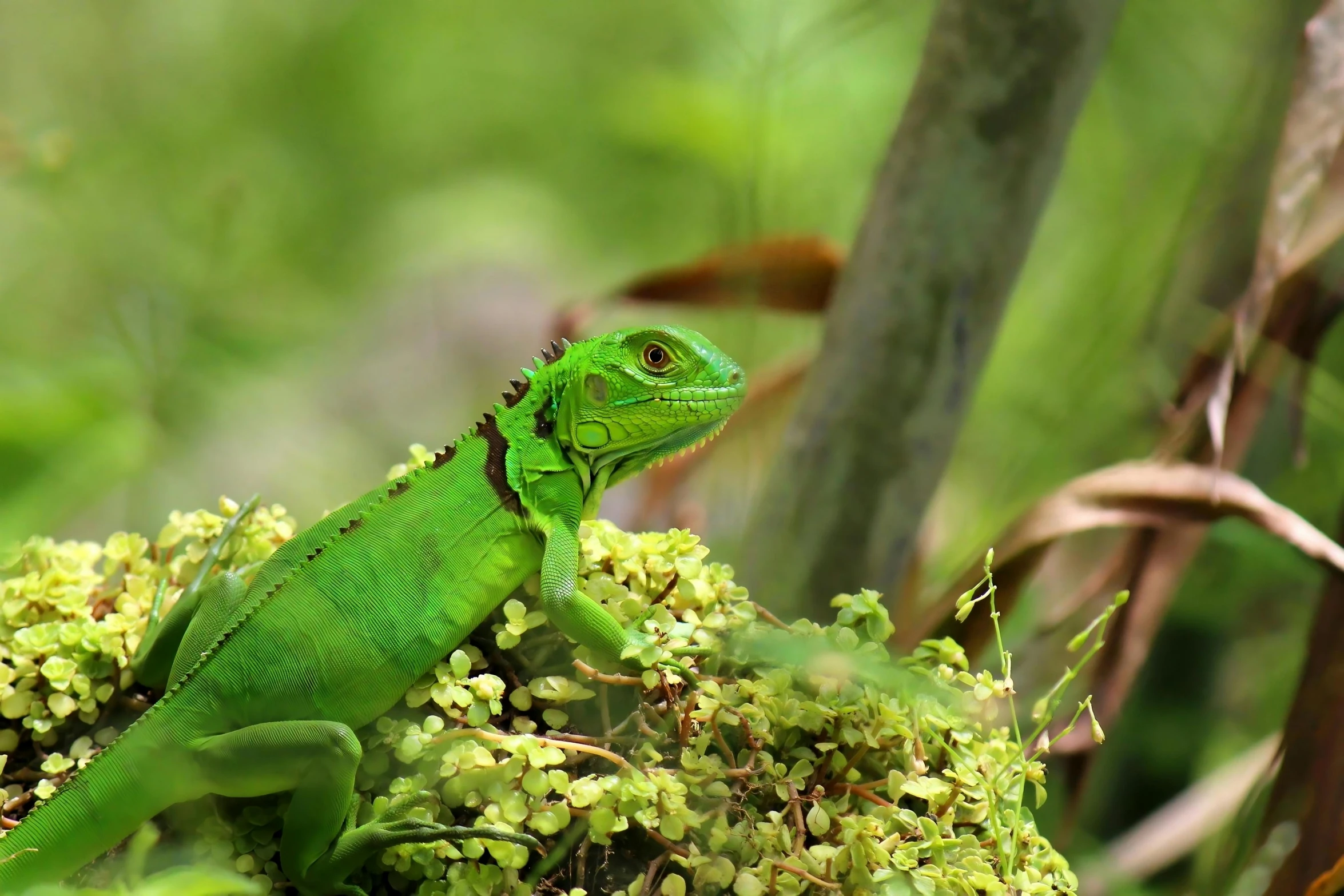 an animal with green feathers and leaves near some nches