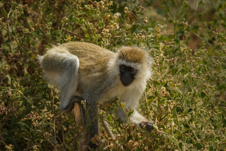 a small monkey stands in a field of plants