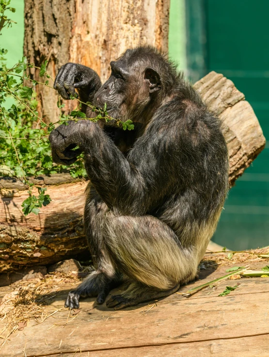 a small black animal is holding onto soing green