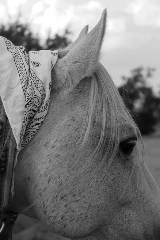 the black and white image shows the side of a horse