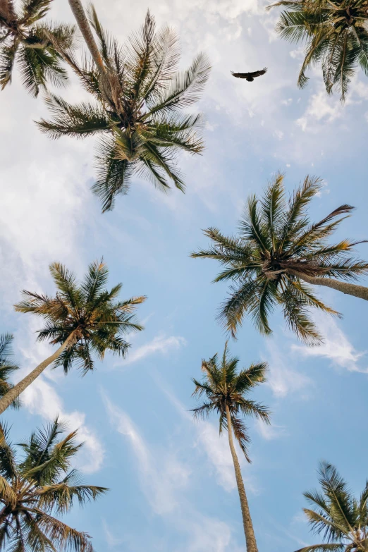 a bird flying in a clear sky among tall palm trees