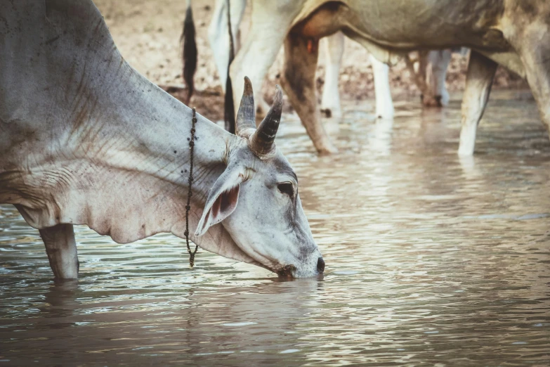 an ox drinking out of a dle surrounded by other cows