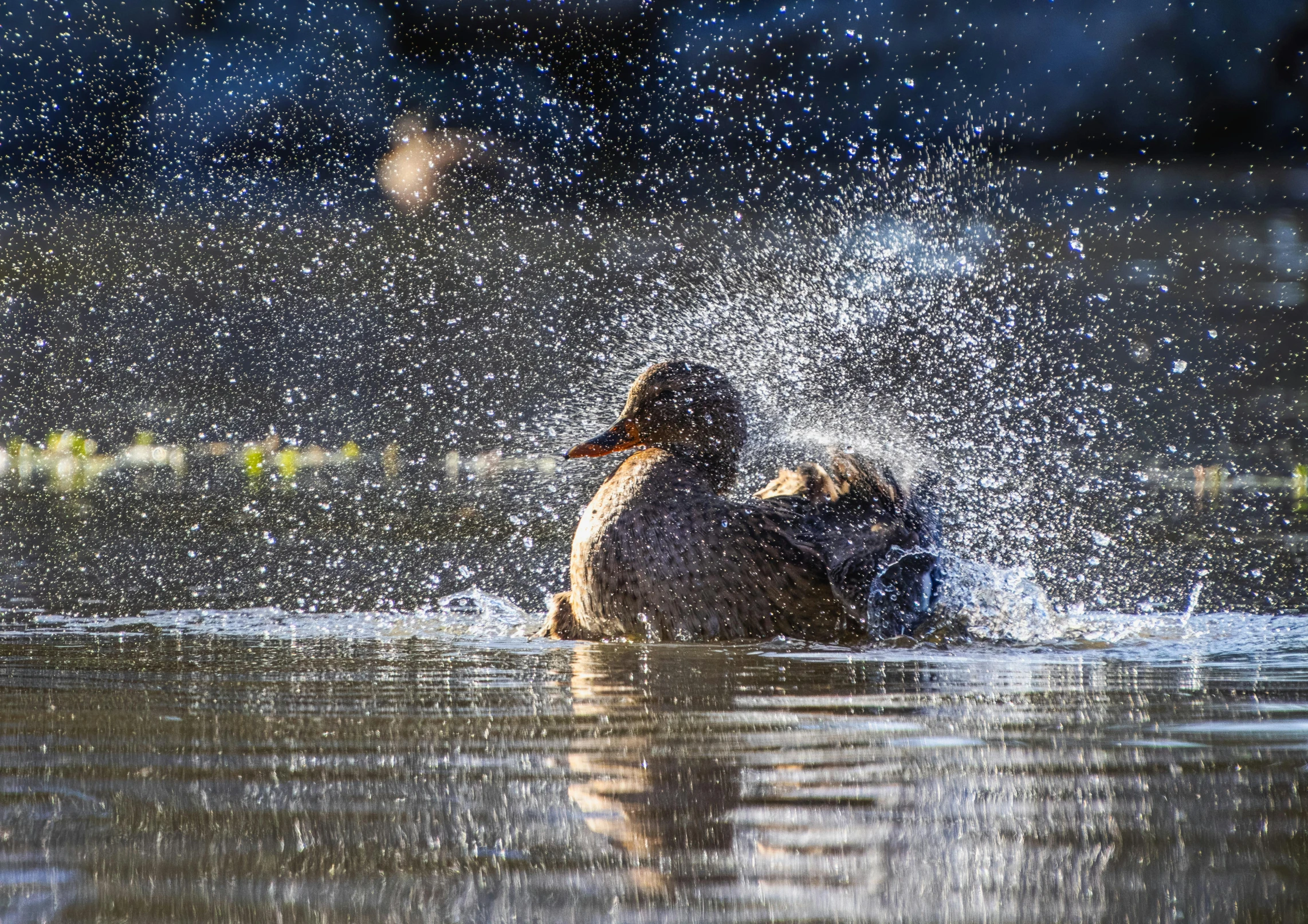 a duck splashing in a body of water