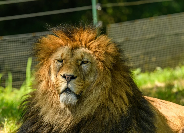 a lion sitting in grass staring ahead while he stares at the camera