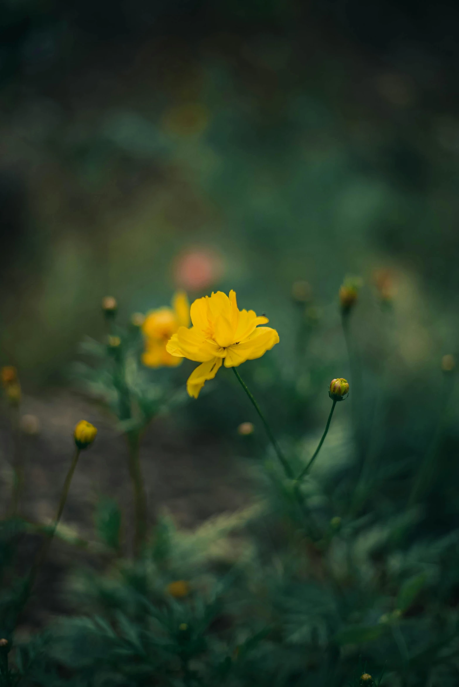 yellow flowers in grassy area with many small leaves