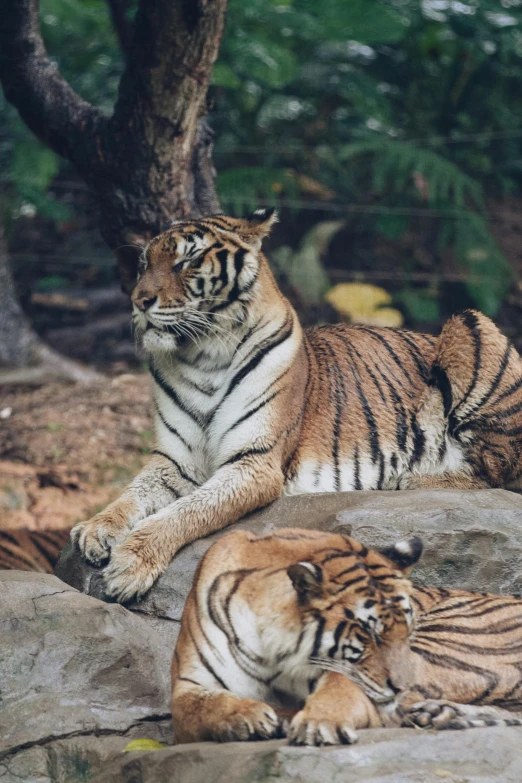 two young tigers relax on top of large rocks