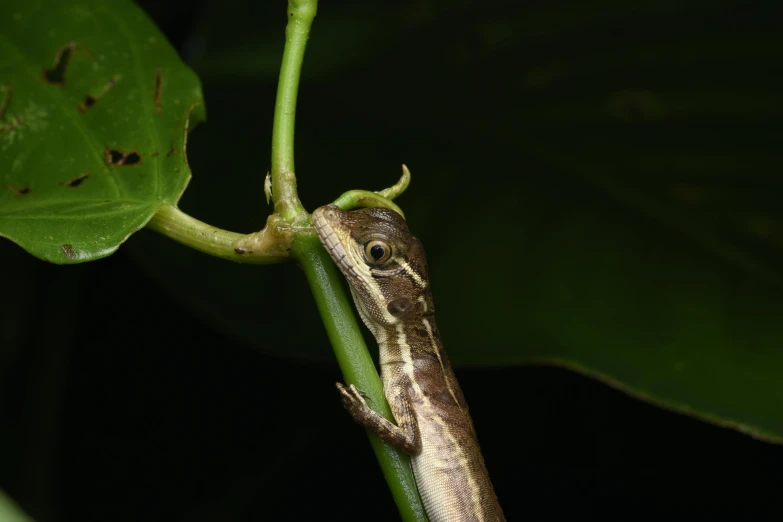 a lizard with dark eyes perches on a plant