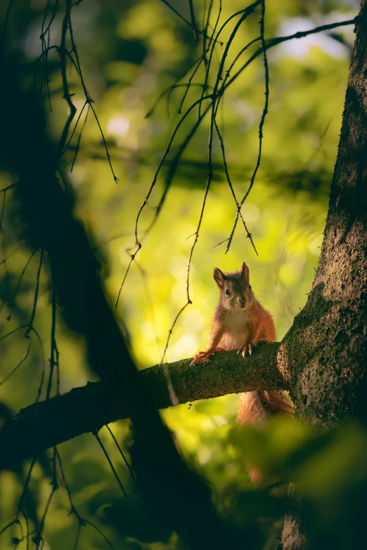 a red squirrel is sitting on a nch in the woods