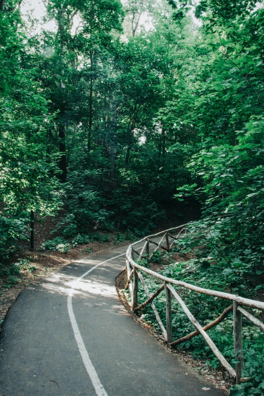 a paved path surrounded by many trees on either side