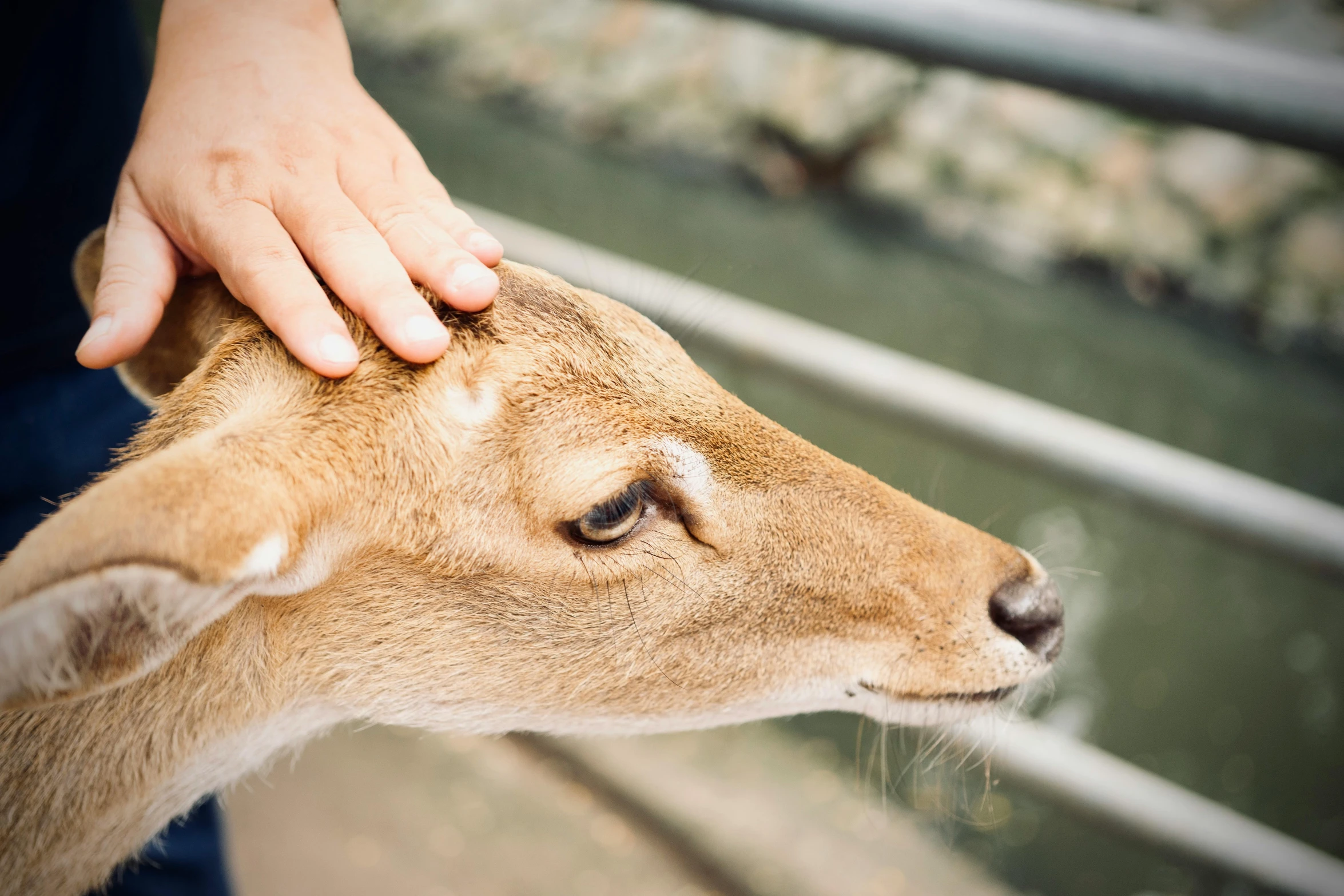 a hand pets the head of a deer