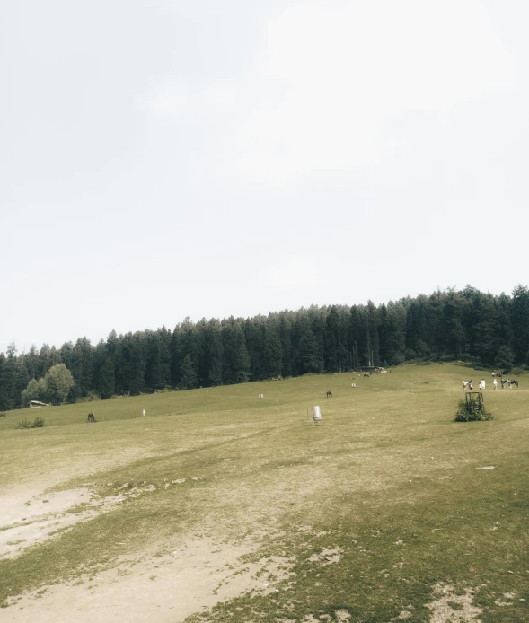 a green field full of white sheep grazing on grass