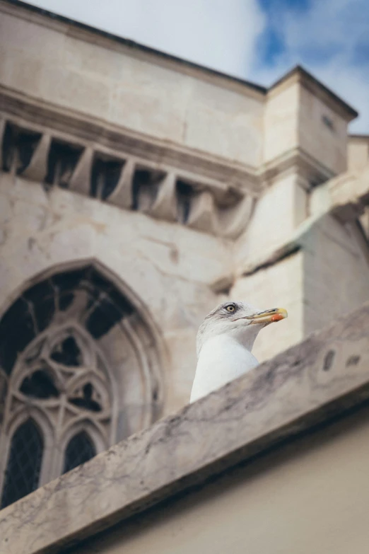 there is a seagull standing at the top of a building