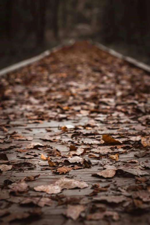 a close up of a tree with leaves on the ground