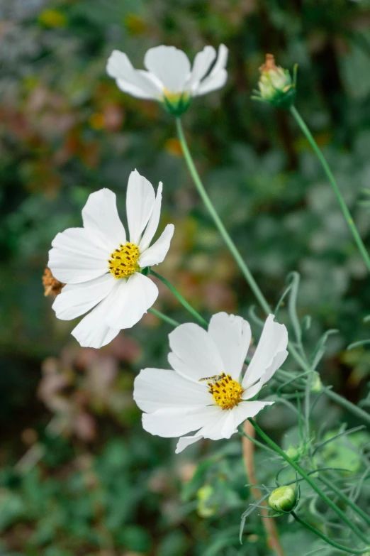 several white flowers with yellow center sitting on green stems