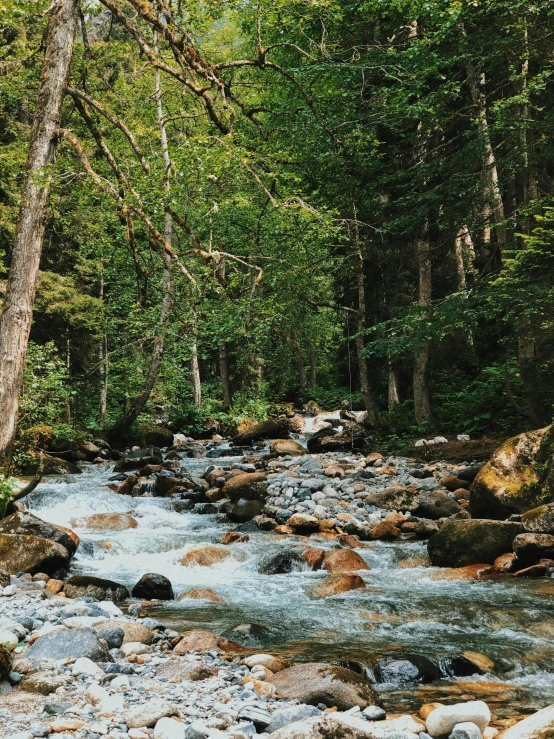 a stream flowing through a forest with rocky banks