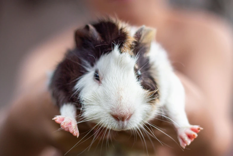 a person holding a hamster up to their chest